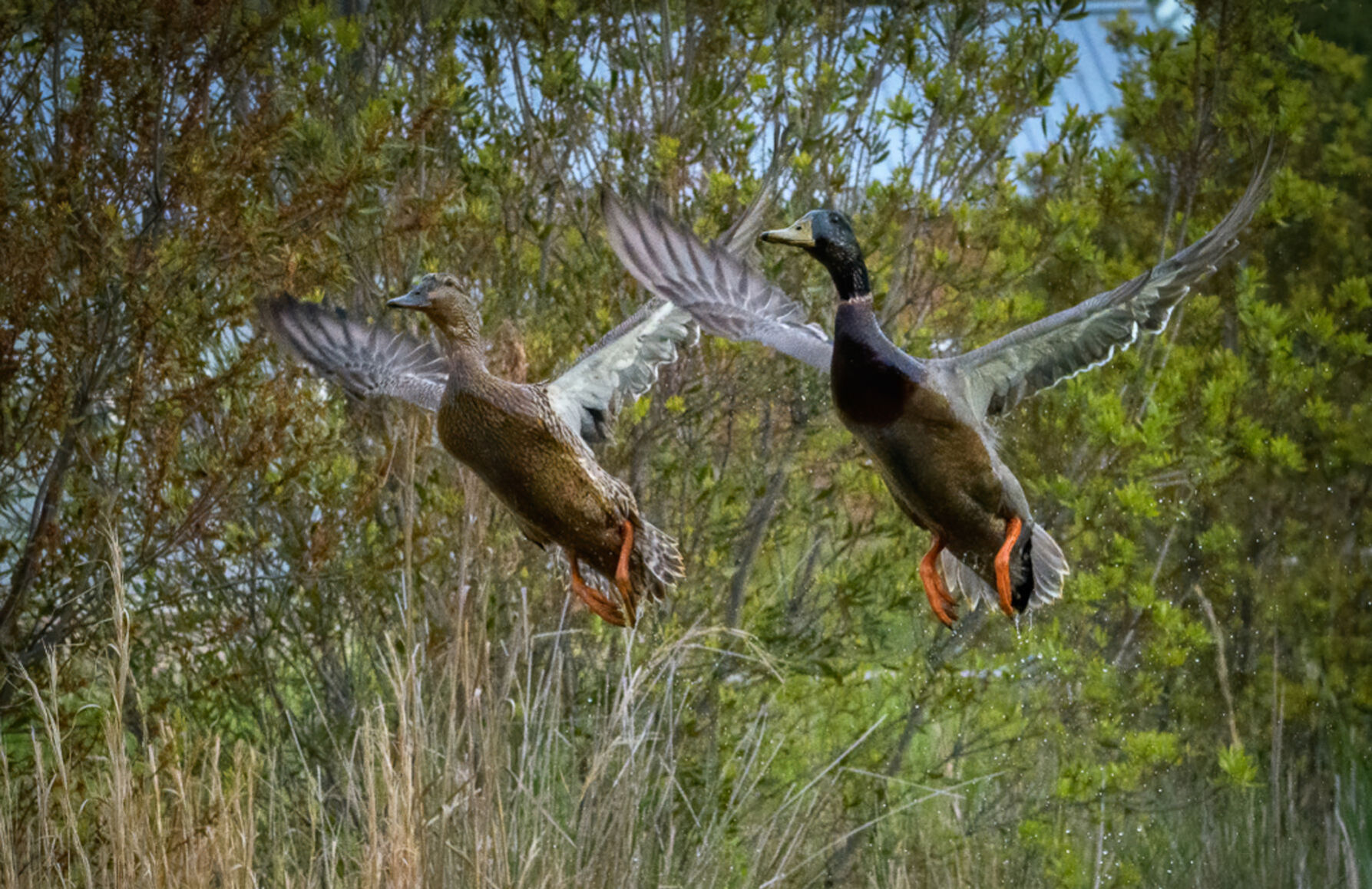 Wayne Zussman photo "Birds Taking Flight"